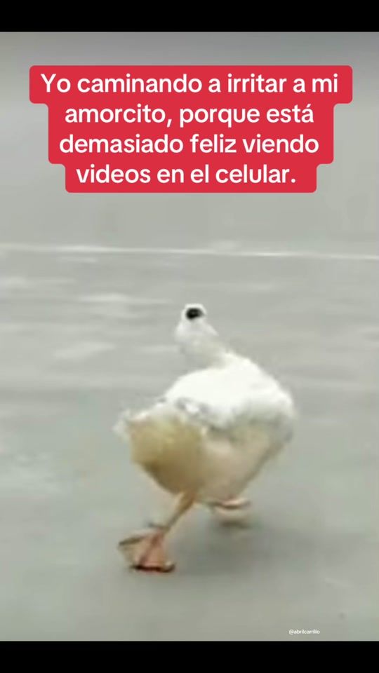 TikTok video thumbnail by abril.carrillo_