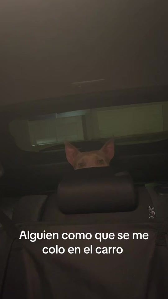 TikTok video thumbnail by ymzaid25