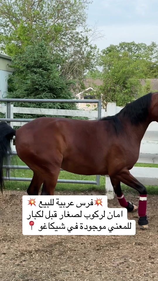 TikTok video thumbnail by akahorseman
