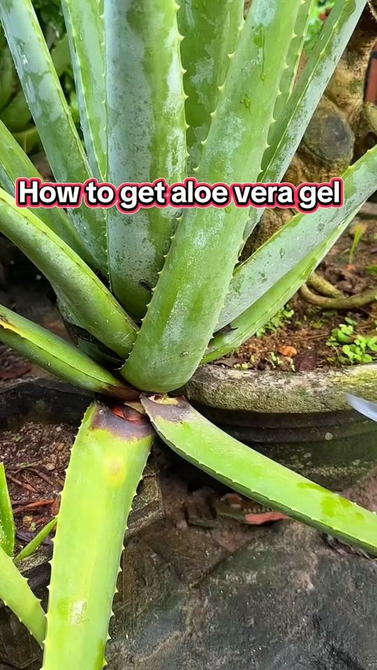 TikTok video thumbnail by plantslife31