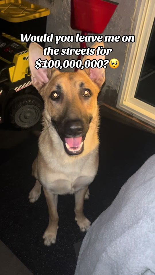 TikTok video thumbnail by simiamaxocdogs