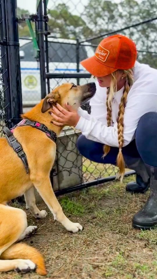 TikTok video thumbnail by bridgebetweenrescue