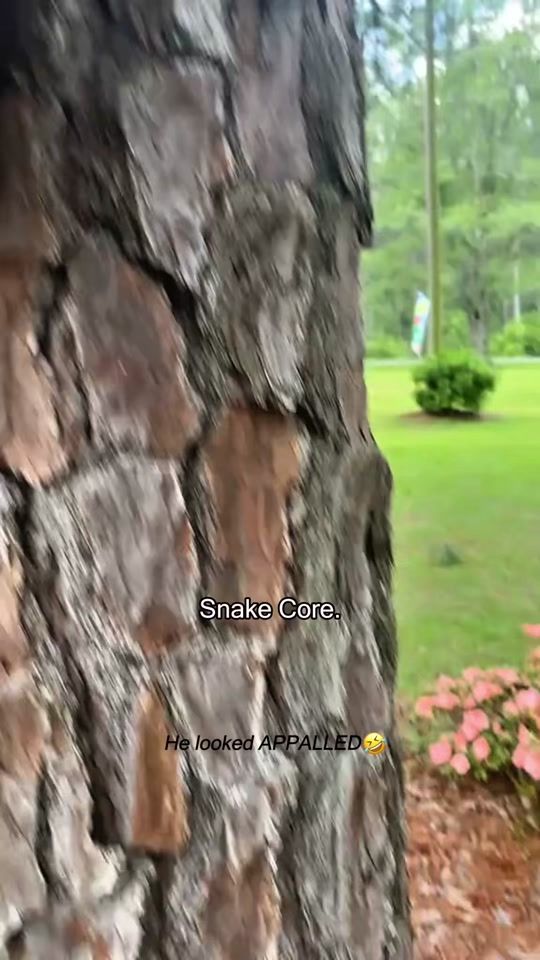 TikTok video thumbnail by pet_babylover2284