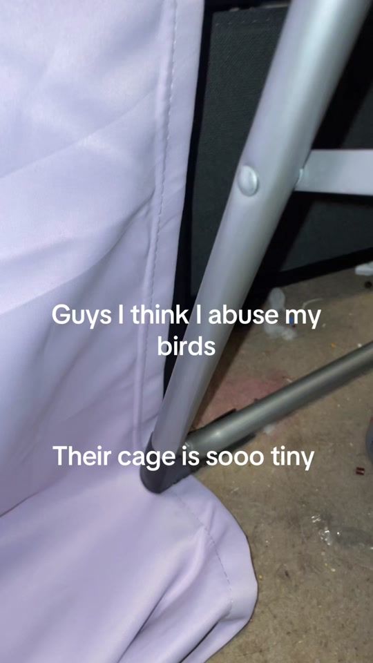 TikTok video thumbnail by famous.birds_of_tiktok