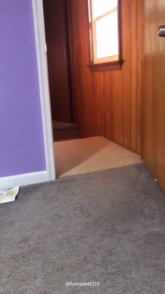 TikTok video thumbnail by funny_animalsvideos