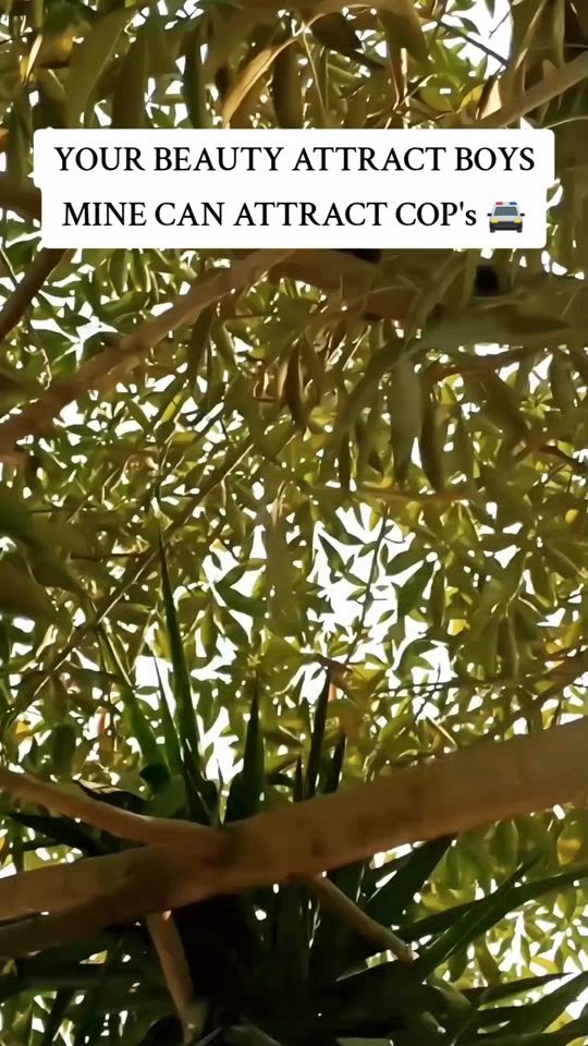 TikTok video thumbnail by mughal_7te