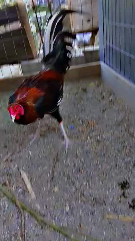TikTok video thumbnail by user5713765317035