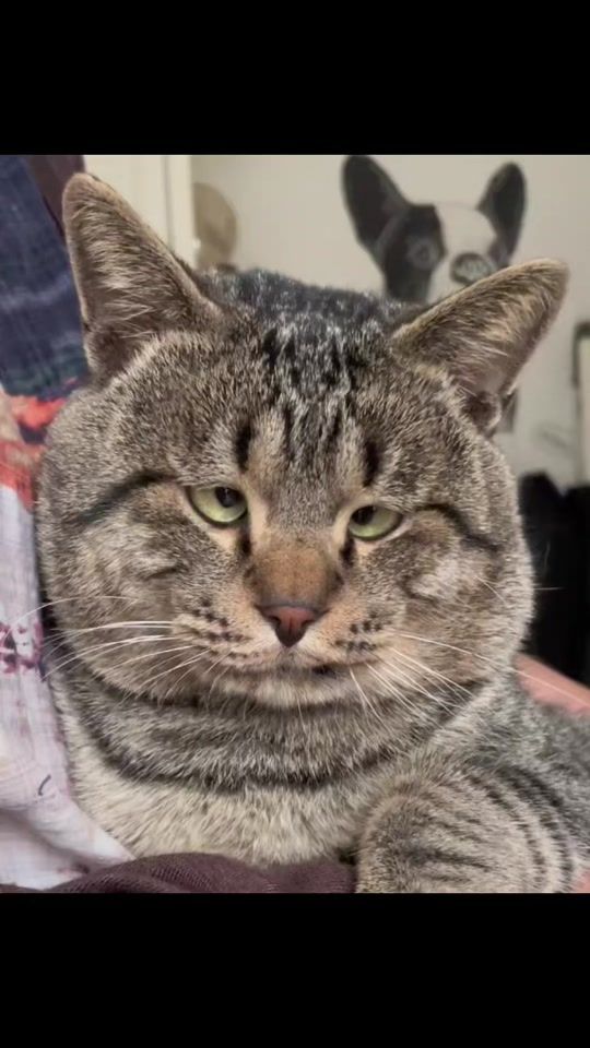TikTok video thumbnail by user5196796769772