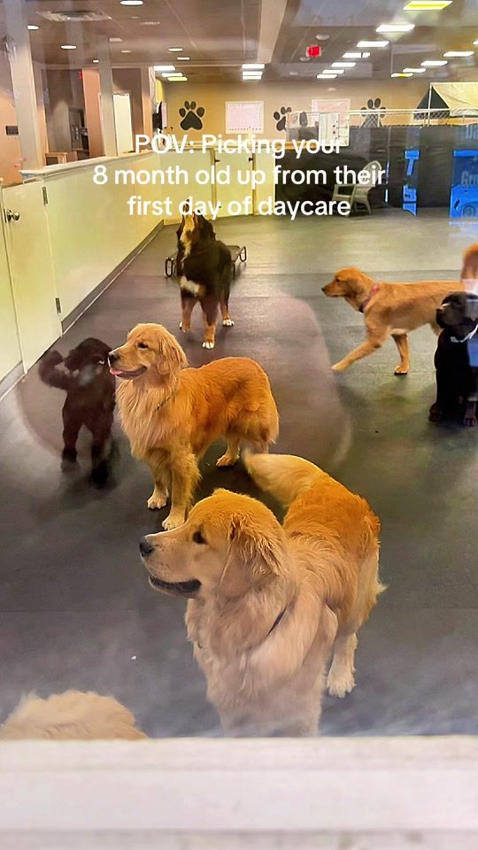 TikTok video thumbnail by whalerandflapjack