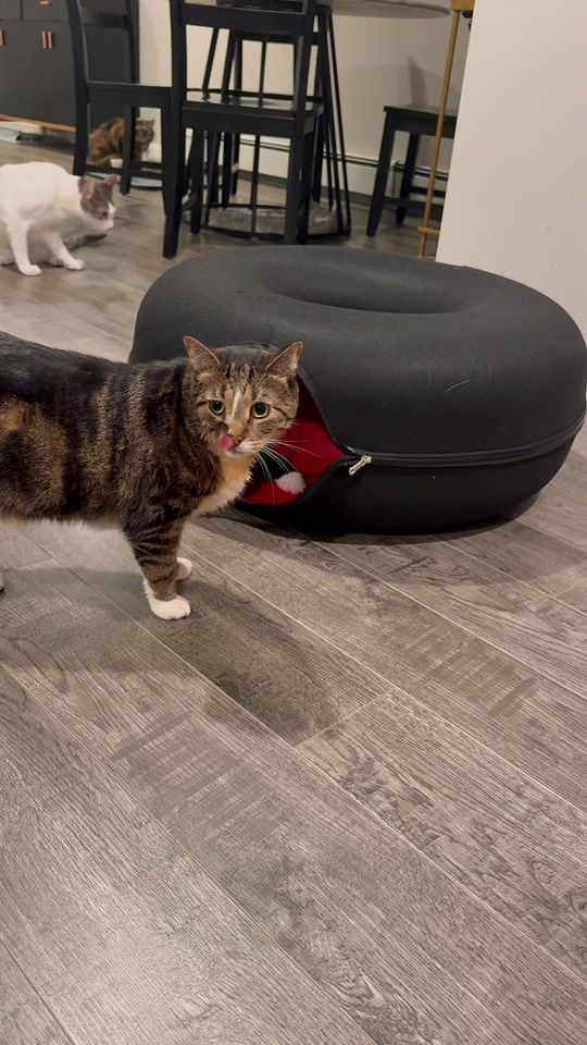 TikTok video thumbnail by figaliciousss