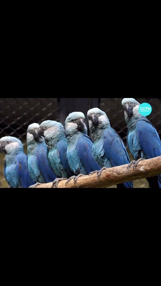 TikTok video thumbnail by morgansbirbs