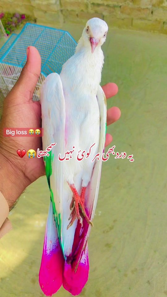 TikTok video thumbnail by haroon_joyia
