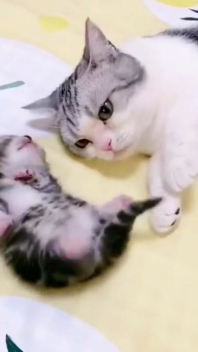 TikTok video thumbnail by krsto.douse