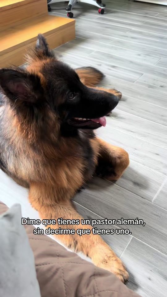 TikTok video thumbnail by 3crazydogss