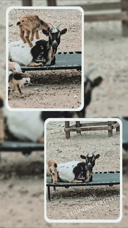 TikTok video thumbnail by dscuddlingcritters
