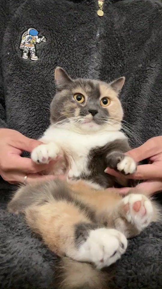 TikTok video thumbnail by cat977002