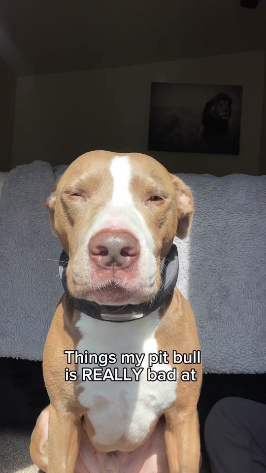 TikTok video thumbnail by knight_thepit