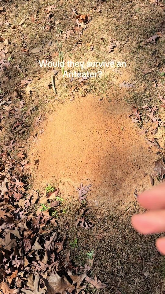 TikTok video thumbnail by theislandgame