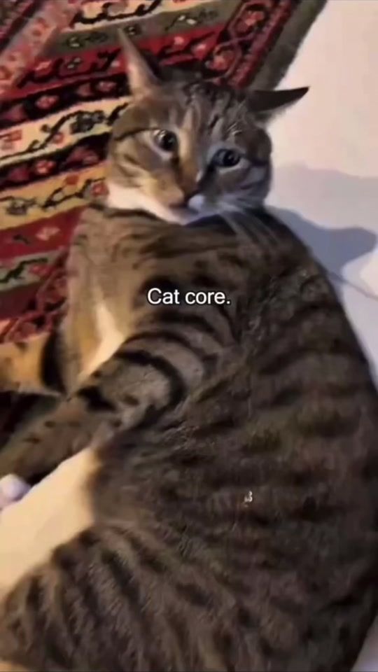 TikTok video thumbnail by fu57pmpofb6