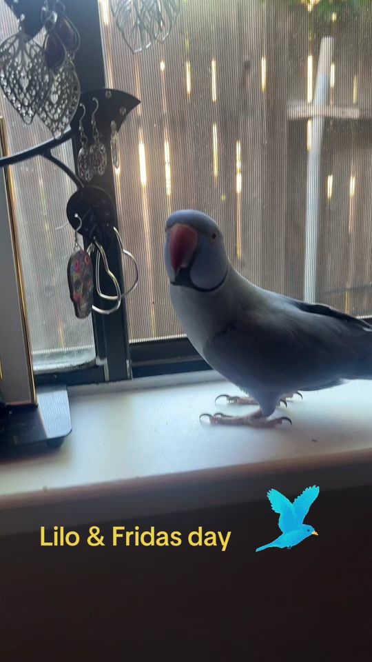 TikTok video thumbnail by liloandfrida