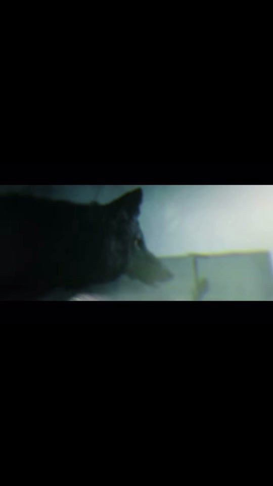 TikTok video thumbnail by jaden.h073