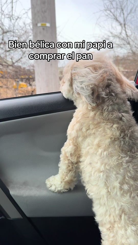TikTok video thumbnail by fluffy_mia02