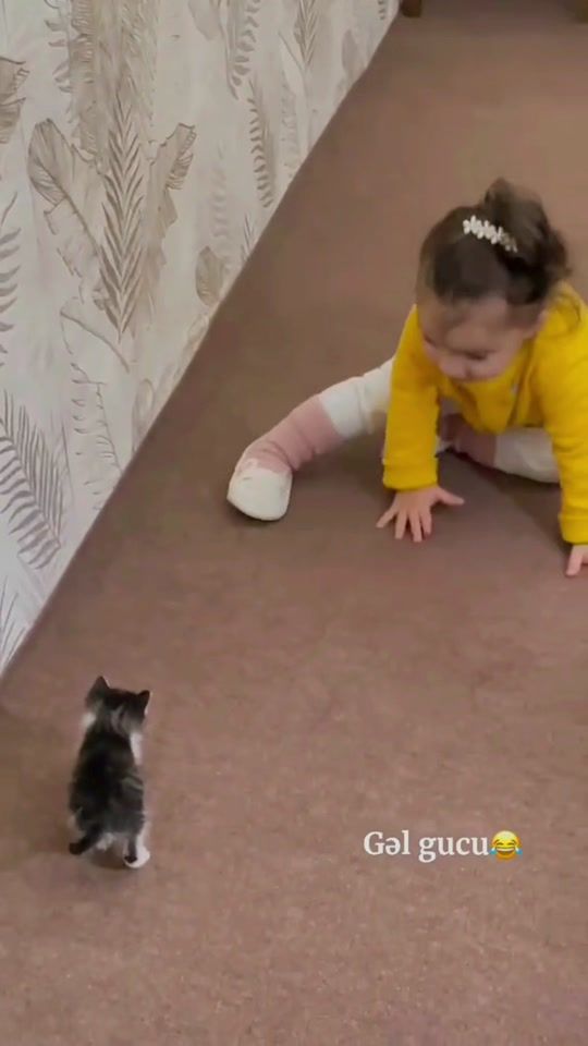 TikTok video thumbnail by cutekittenmoments