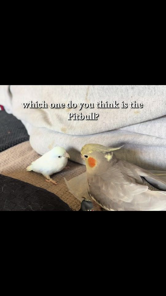 TikTok video thumbnail by morgansbirbs