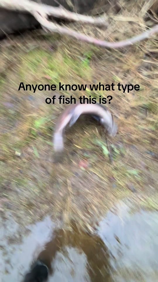 TikTok video thumbnail by jamo_williams