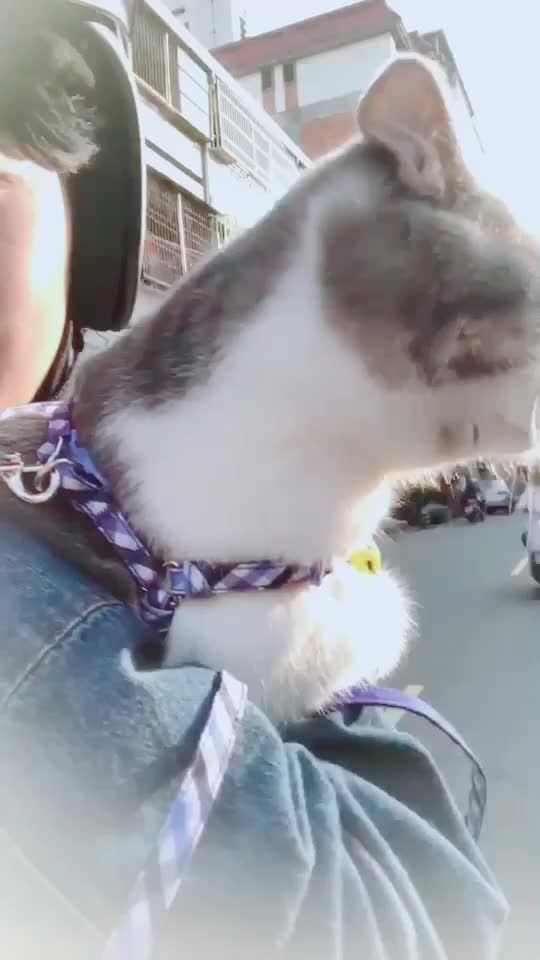 TikTok video thumbnail by momoson1070419