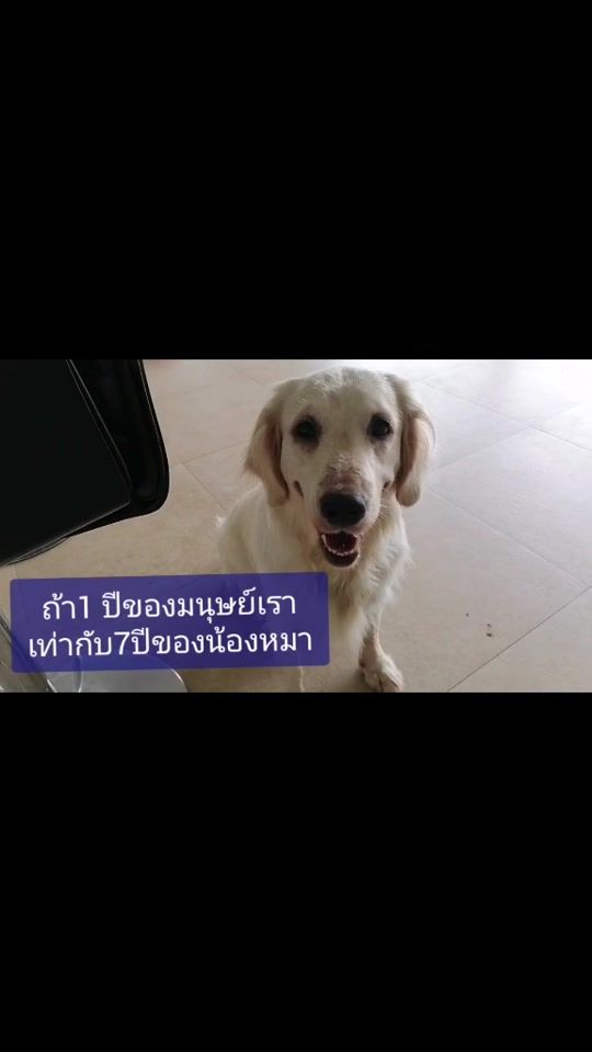 TikTok video thumbnail by husky.mum