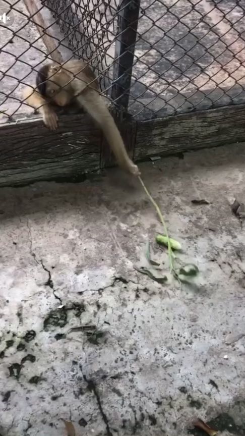 TikTok video thumbnail by jabcazz