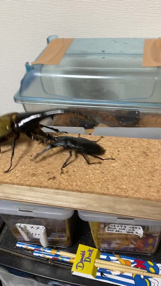TikTok video thumbnail by leopard_yamatsu
