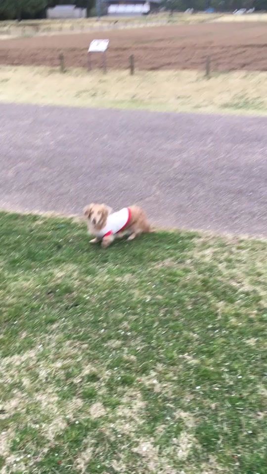 TikTok video thumbnail by 10dogs.kk