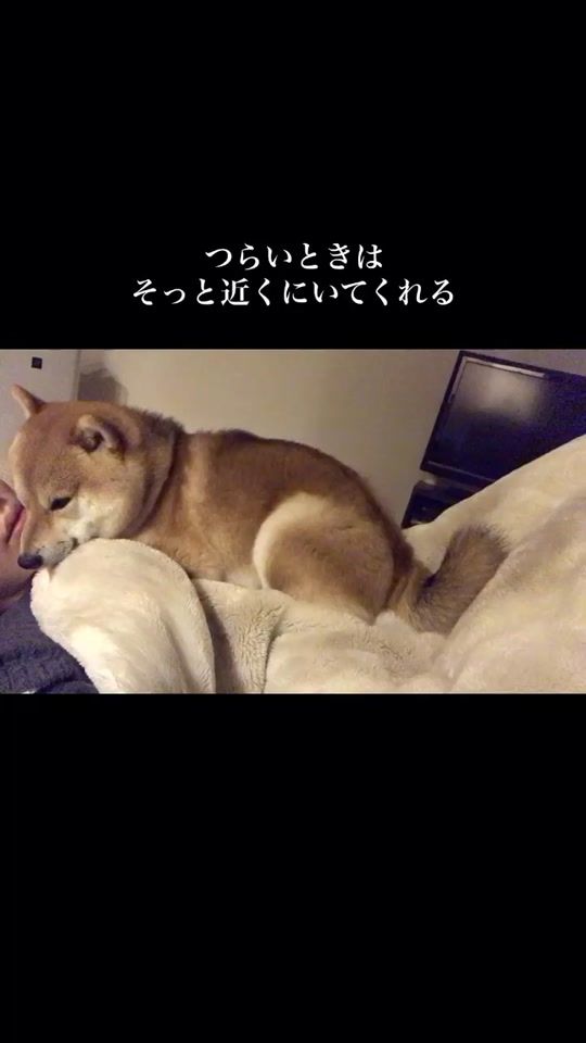 TikTok video thumbnail by kotaro_mame