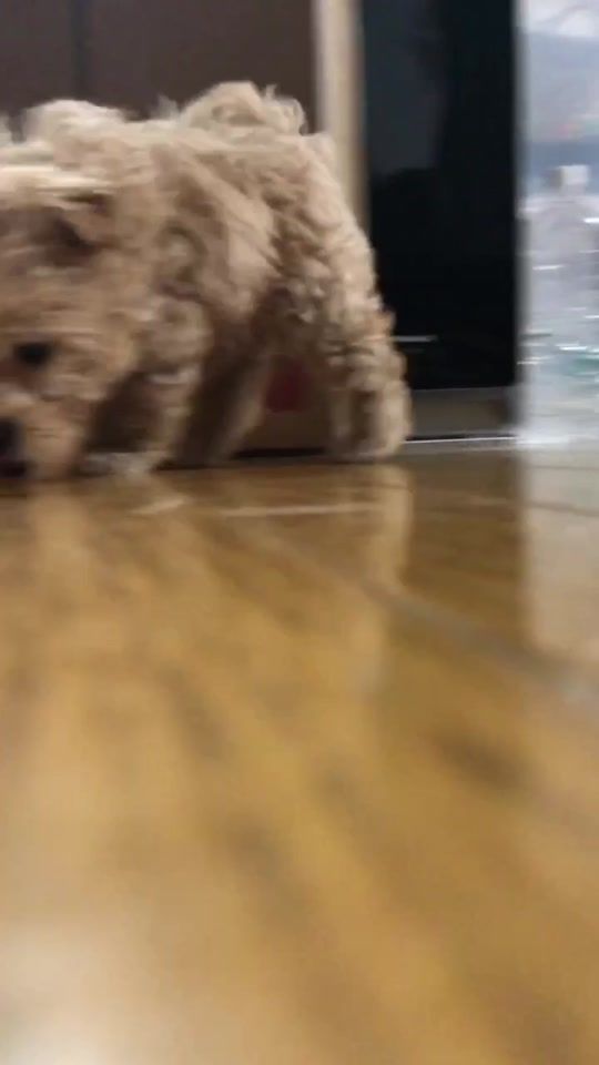 TikTok video thumbnail by fuku_to_haru