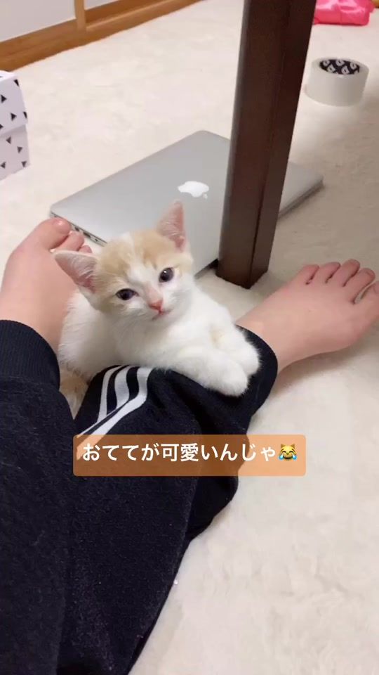 TikTok video thumbnail by himachan0503