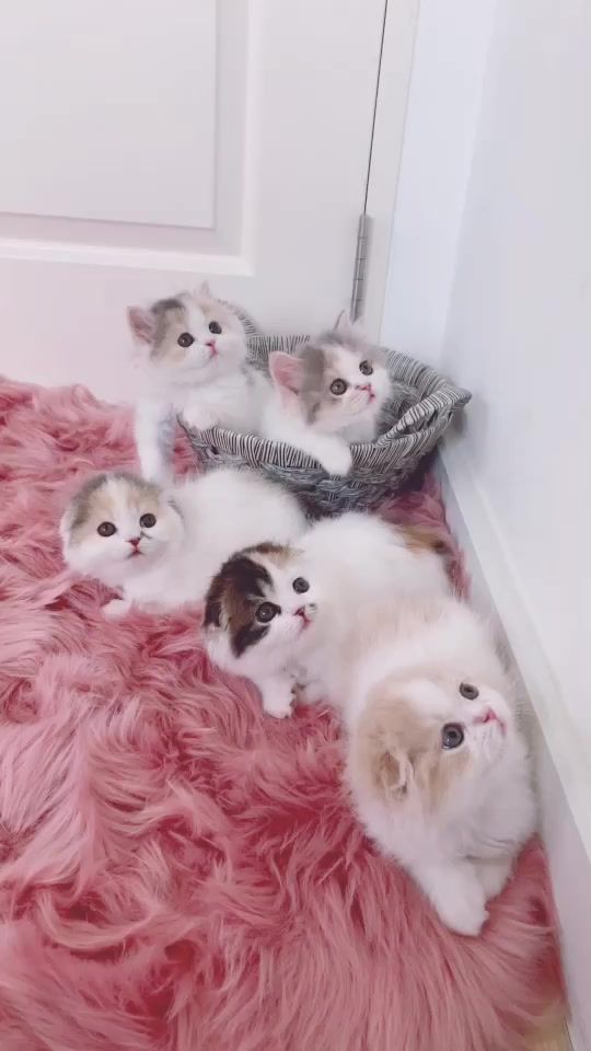 TikTok video thumbnail by chermarn_cattery