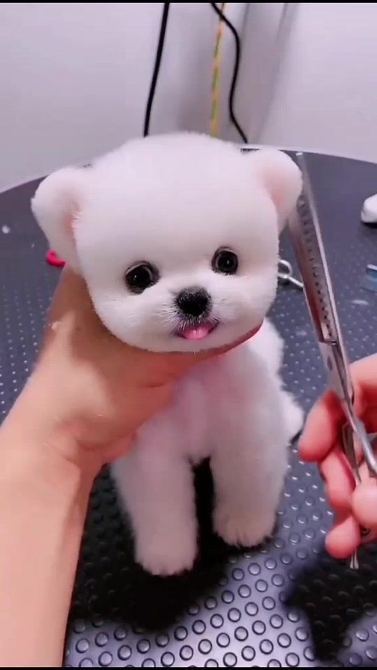 TikTok video thumbnail by funnytime888