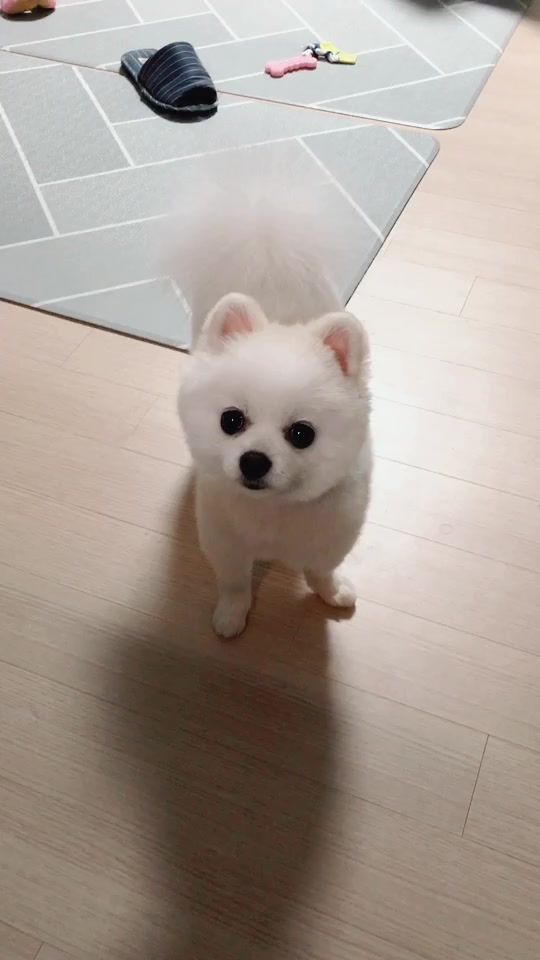 TikTok video thumbnail by xo_hari_