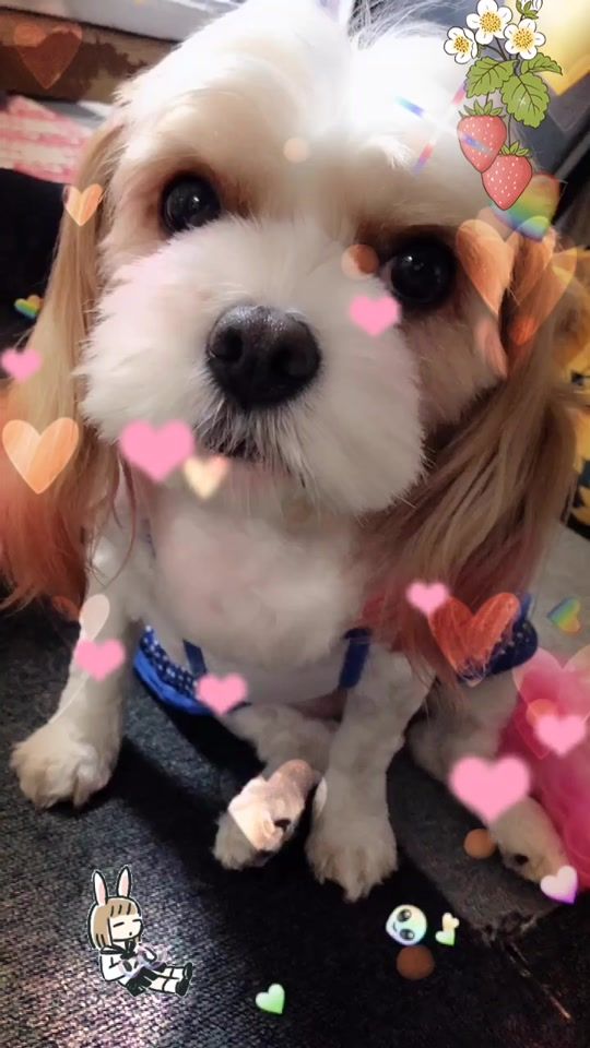 TikTok video thumbnail by kuu_toki