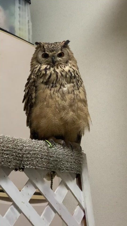 TikTok video thumbnail by apple_owls