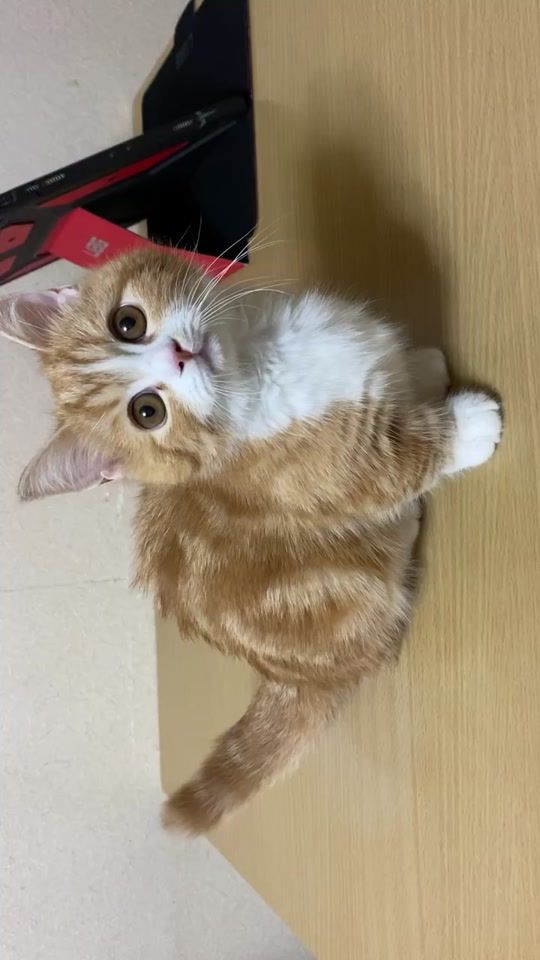 TikTok video thumbnail by cat_chu_life