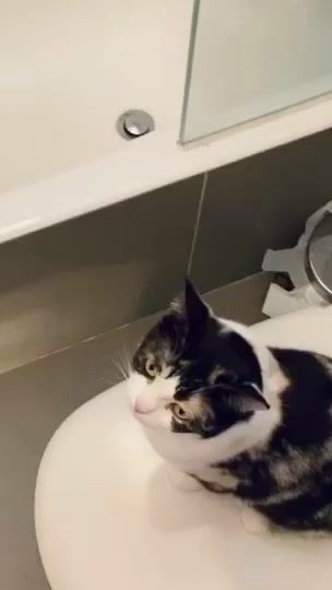 TikTok video thumbnail by westfacemomo