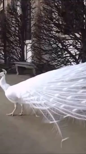 TikTok video thumbnail by tungson251