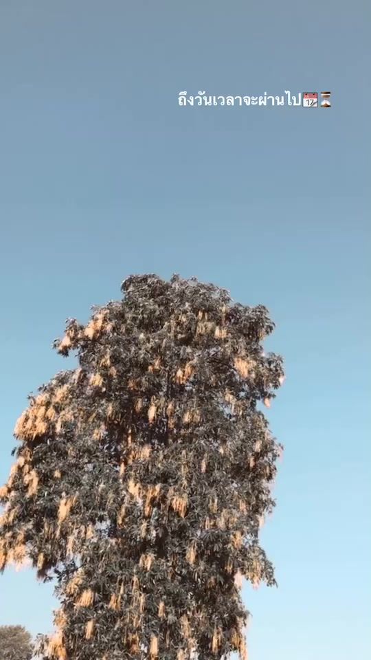 TikTok video thumbnail by nattaponmanprason