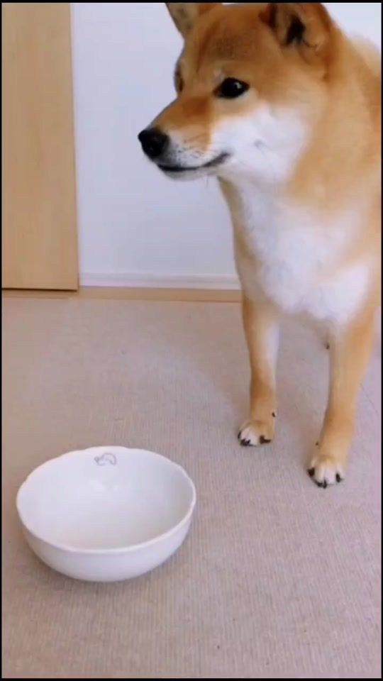 TikTok video thumbnail by shibakoma