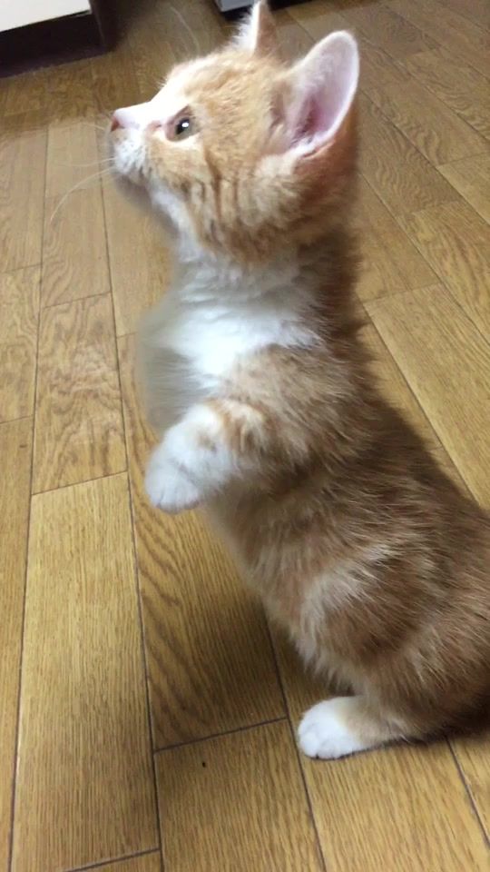 TikTok video thumbnail by cat_chu_life