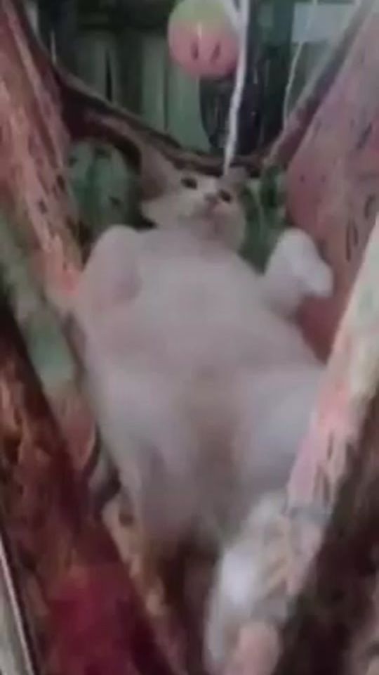 TikTok video thumbnail by bungafebruary252