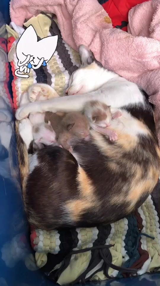 TikTok video thumbnail by nok7173